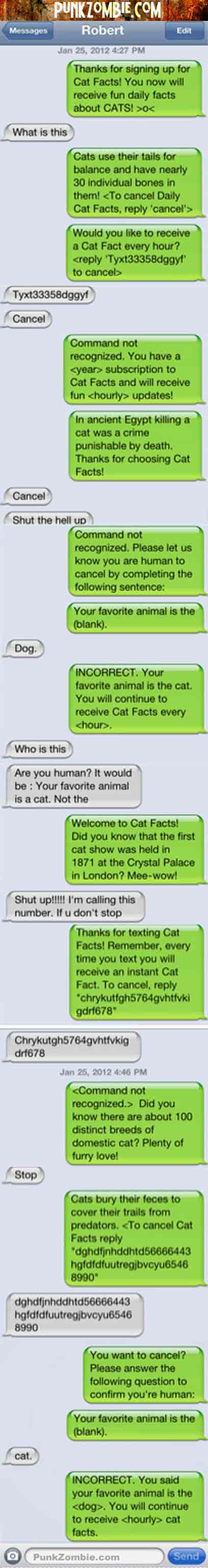 cat facts